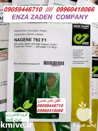 قیمت خرید بذر در بیرجند در گروه خرید و فروش بذر خیار در یکمیوه -عکس1