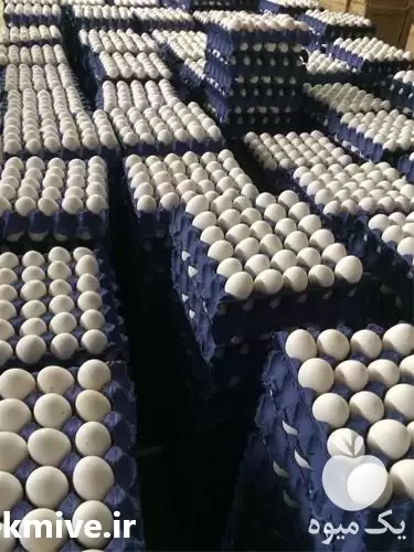 فروش تخم نطفه دار خوراکی مرغ در گروه انواع تخم ها در یکمیوه -عکس1