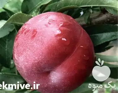 قیمت خرید نهال شلیل دیررس در خرم‌ آباد در گروه خرید و فروش نهال میوه در یکمیوه -عکس1