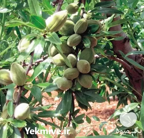 قیمت خرید عرضه نازلترین قیمت عمده در شیراز در گروه خرید و فروش نهال میوه در یکمیوه -عکس1