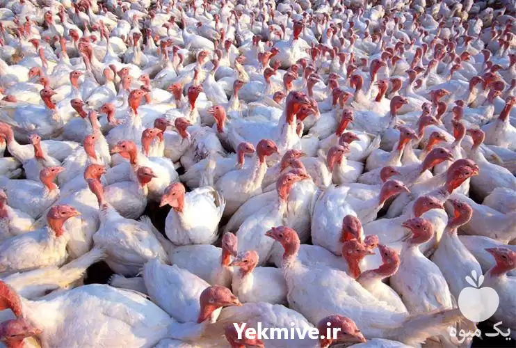 خرید بوقلمون پرواری در اصفهان در گروه مرغ و خروس و بوقلمون و اردک قو قاز در یکمیوه -عکس1