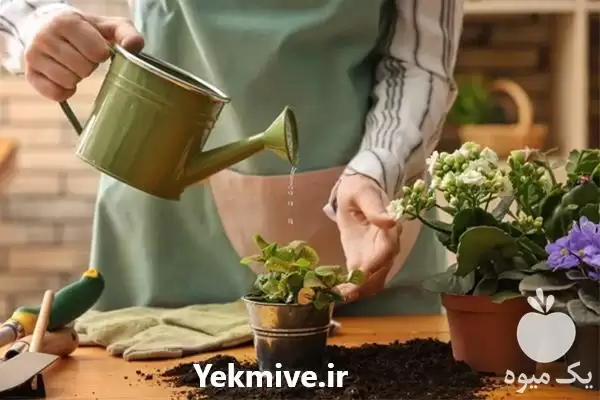 فروش خاک بسته بندی گیاهان آپارتمانی در گروه انواع بسته بندی محصول در یکمیوه -عکس1