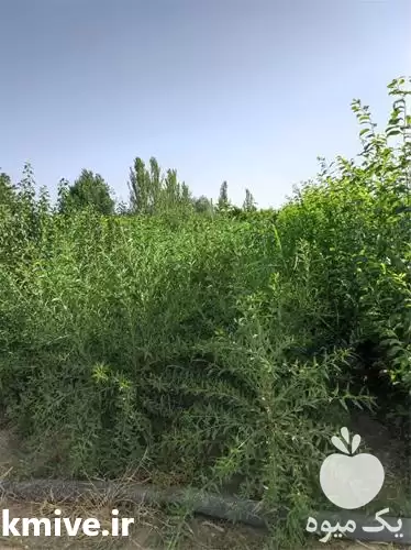 فروش نهال بادام مرغوب در ساری در گروه خرید و فروش نهال بادام در یکمیوه -عکس1