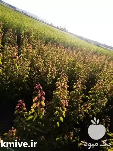 قیمت خرید نهال شلیل شمس در ارومیه در گروه خرید و فروش نهال میوه در یکمیوه -عکس1