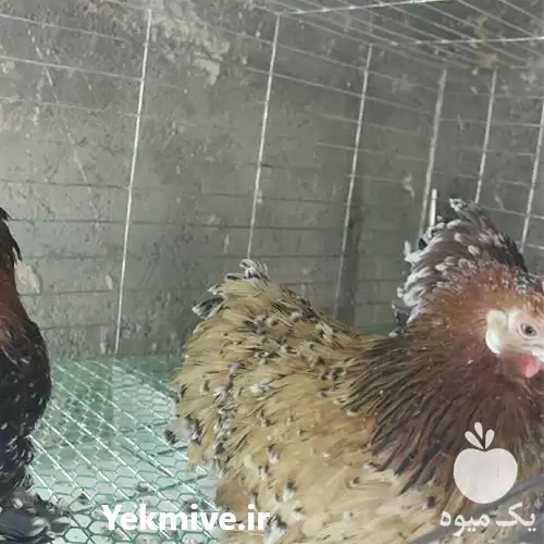 فروش تخم نطفه دار مرغ زینتی در گروه انواع تخم ها در یکمیوه -عکس1