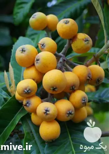 فروش نهال ازگیل ژاپنی گلدانی در گروه خرید و فروش نهال در یکمیوه -عکس1