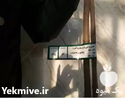 تولید فروش عمده نهال انار رقم در تهران در گروه خرید و فروش نهال انار در یکمیوه -عکس1