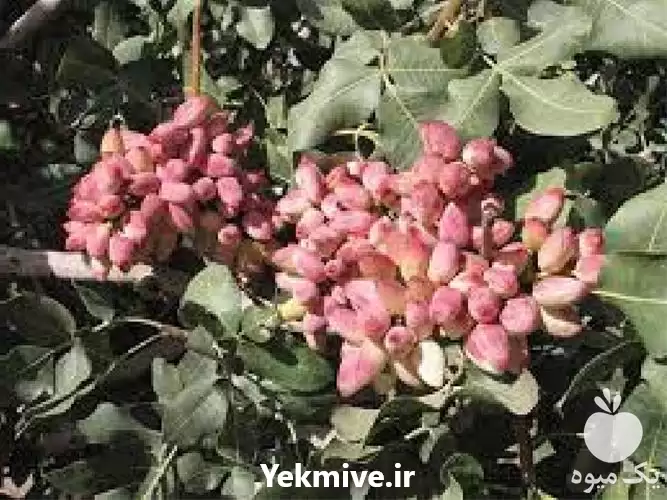 فروش نهال پسته در کرمان  در گروه خرید و فروش نهال پسته در یکمیوه -عکس1