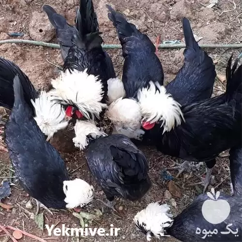 قیمت خرید تخم نطفه دار مرغ در گروه مرغ و خروس و بوقلمون و اردک قو قاز در یکمیوه -عکس1