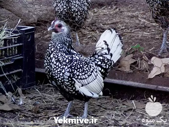 قیمت خرید پخش تخم نطفه دار در تهران در گروه انواع تخم ها در یکمیوه -عکس1