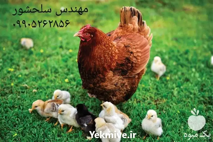 قیمت خرید تخم نطفه دار مرغ در گروه انواع تخم ها در یکمیوه -عکس1