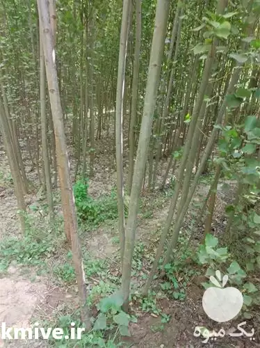 نهال فضای سبز در تهران در گروه سازنده در یکمیوه -عکس1