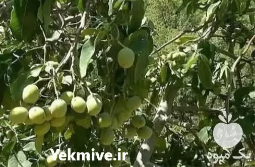 قیمت خرید قیمت نهال گردو چندلر در ارومیه در گروه خرید و فروش نهال گردو در یکمیوه -عکس1