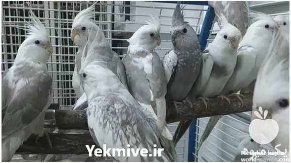 فروش ویژه تخم تضمینی عروس هلندی در تهران در گروه خرید و فروش انواع پرنده در یکمیوه -عکس1