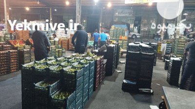 خریدار پرتقال و نارنگی و لیموشیرین در گروه خرید و فروش لیمو شیرین در یکمیوه -عکس1