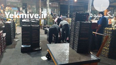 خریدار پرتقال و نارنگی و لیموشیرین در گروه خرید و فروش لیمو شیرین در یکمیوه -عکس3