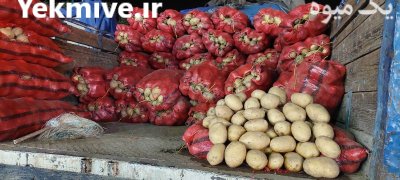 خریدار پرتقال و نارنگی و لیموشیرین در گروه خرید و فروش لیمو شیرین در یکمیوه -عکس4