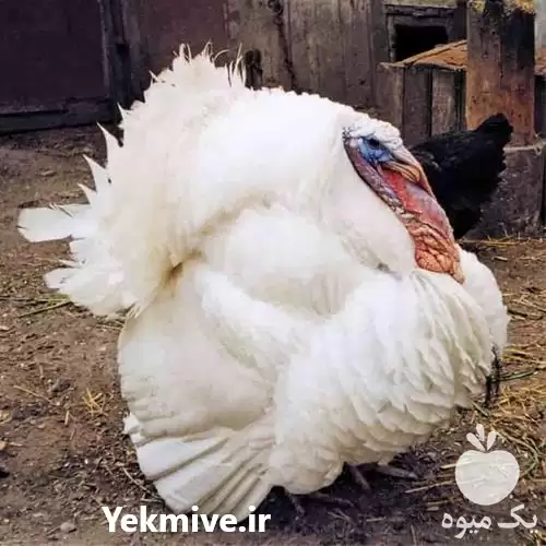 قیمت خرید تخم بوقلمون نطفه دار در گروه مرغ و خروس و بوقلمون و اردک قو قاز در یکمیوه -عکس1
