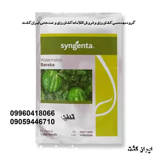 قیمت خرید بذر هندوانه باراکا سینجنتا در اهواز در گروه خرید و فروش بذر هندوانه در یکمیوه -عکس1