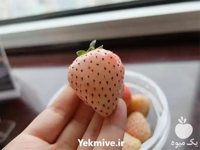 قیمت خرید عرضه بذر توت فرنگی در سنندج در گروه خرید و فروش توت فرنگی در یکمیوه -عکس1