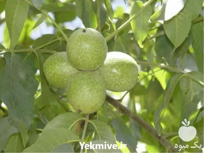 قیمت خرید عرضه درخت اصلاح نژادی در ساری در گروه خرید و فروش گردو در یکمیوه -عکس1