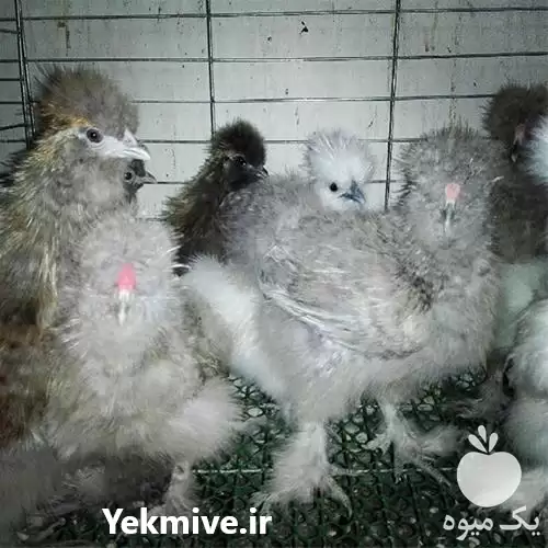 قیمت خرید تخم نطفه دار مرغ در گروه انواع تخم ها در یکمیوه -عکس1