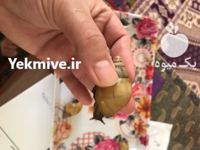 حلزون اچاتینا در تهران در گروه انواع محصولات شیلات در یکمیوه -عکس1