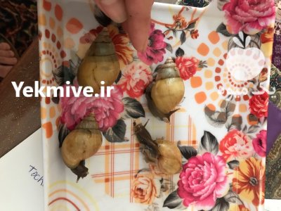 حلزون اچاتینا در تهران در گروه انواع محصولات شیلات در یکمیوه -عکس2