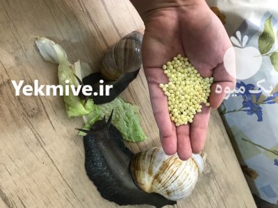 حلزون اچاتینا در تهران در گروه انواع محصولات شیلات در یکمیوه -عکس3