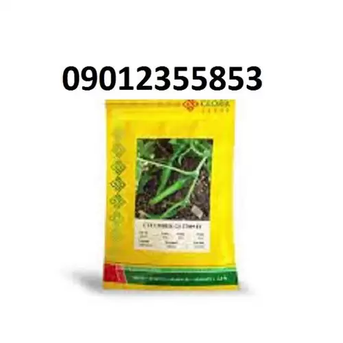 بذر خیار گلوریا پر فروش اصل در مشهد در گروه خرید و فروش بذر خیار در یکمیوه -عکس1