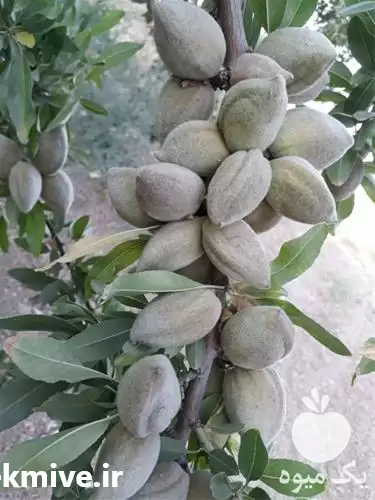فروش نهال بادام کوهی در اصفهان در گروه خرید و فروش نهال بادام در یکمیوه -عکس1