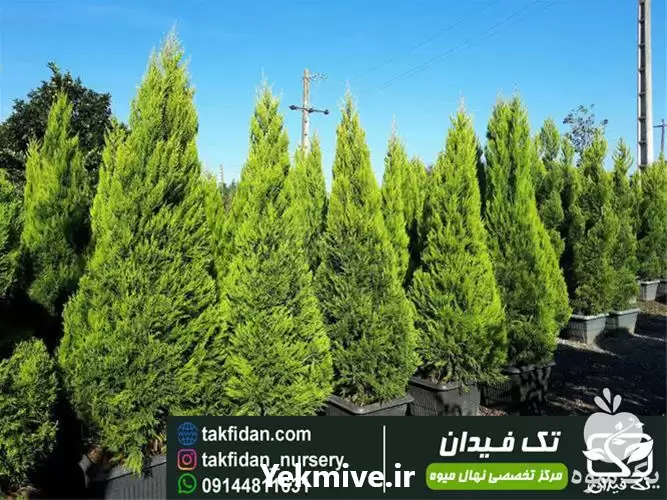 فروش خرید و قیمت نهال سرو در گروه خرید و فروش نهال سرو در یکمیوه -عکس1