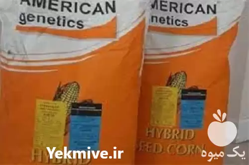قیمت خرید بذر ذرت امریکن ژنتیک در تهران در گروه خرید و فروش بذر ذرت در یکمیوه -عکس1