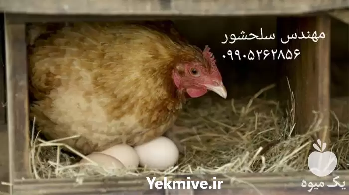 فروش تخم مرغ نطفه دار مرغ در سمنان در گروه انواع تخم ها در یکمیوه -عکس1