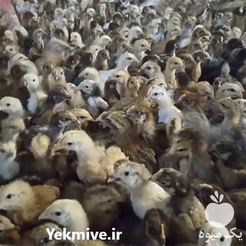 فروش جوجه مرغ تخمگذار در تهران در گروه مرغ و خروس و بوقلمون و اردک قو قاز در یکمیوه -عکس1