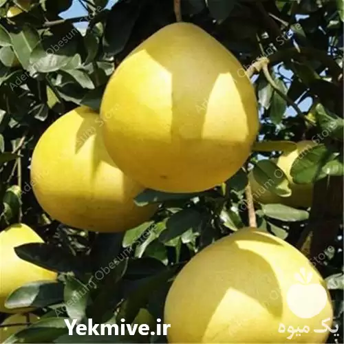 قیمت خرید درخت مرکبات سلطان درشت در گروه خرید و فروش گریپ فروت در یکمیوه -عکس1