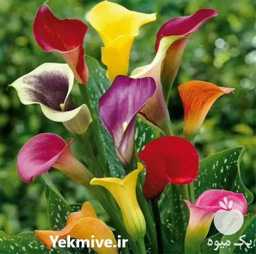 قیمت خرید گل شیپوری در ساری در گروه خرید و فروش گیاهان زینتی در یکمیوه -عکس1