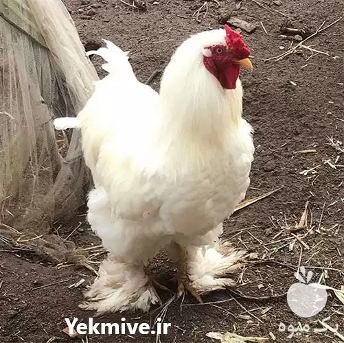 قیمت خرید تخم مرغ نطفه دار در اردبیل در گروه انواع تخم ها در یکمیوه -عکس1