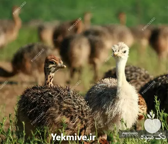 فروش جوجه شترمرغ هچری یک ماهه در اصفهان در گروه مرغ و خروس و بوقلمون و اردک قو قاز در یکمیوه -عکس1