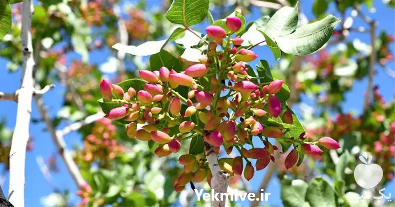 قیمت خرید نهال پیوندی پسته در گروه خرید و فروش پسته در یکمیوه -عکس1