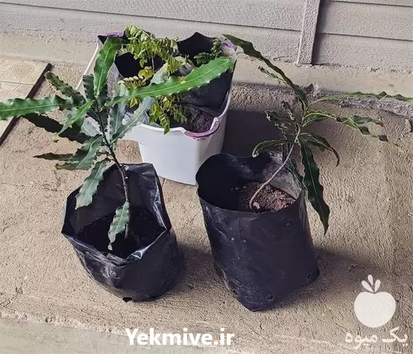 فروش خرید نهال فندق ماکادمیا در گرگان در گروه خرید و فروش فندق در یکمیوه -عکس1