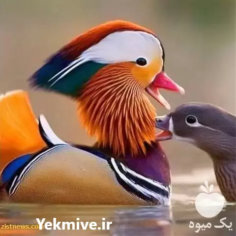 فروش تخم نطفه دار اردک ماندارین در سنندج در گروه مرغ و خروس و بوقلمون و اردک قو قاز در یکمیوه -عکس1