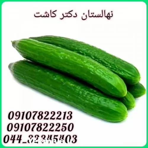 قیمت خرید عمده بذر خیار سورینا در تهران در گروه خرید و فروش بذر خیار در یکمیوه -عکس1
