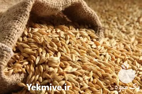 فروش 	خریدار جو دامی داخلی در تهران در گروه خرید و فروش گندم و جو در یکمیوه -عکس1