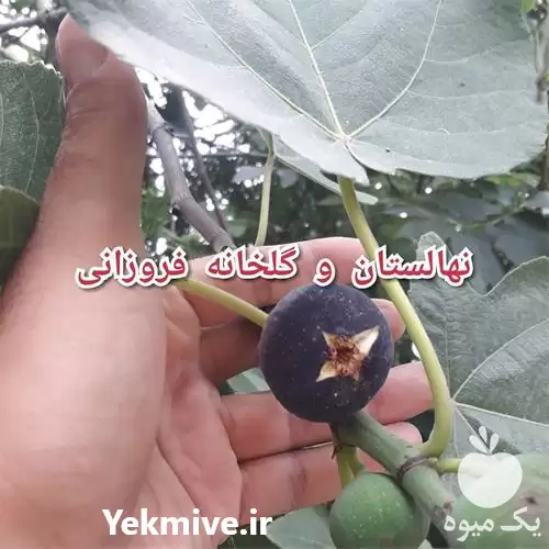 قیمت خرید نهال انجیر سیاه شیرین در ساری در گروه خرید و فروش انجیر در یکمیوه -عکس1