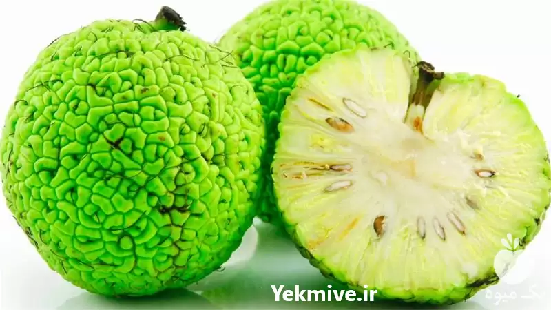 خرید نهال توت ماکلورا امریکایی در ارومیه در گروه خرید و فروش نهال توت در یکمیوه -عکس1