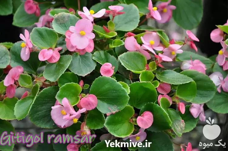 فروش بگونیا دائم گل در ساری در گروه خرید و فروش اتصالات و تجهیزات آبیاری در یکمیوه -عکس1