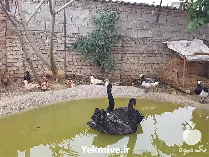 قیمت خرید عرضه تخم نطفه دار در ایلام در گروه انواع تخم ها در یکمیوه -عکس1