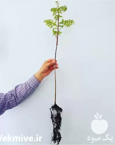 فروش نهال گردو در انواع مختلف در گروه خرید و فروش نهال گردو در یکمیوه -عکس1