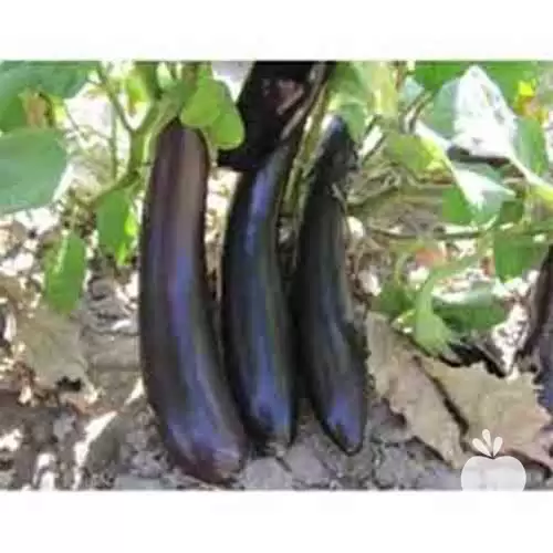 فروش بذر بادمجان long black در تبریز در گروه خرید و فروش بذر بادمجان در یکمیوه -عکس1